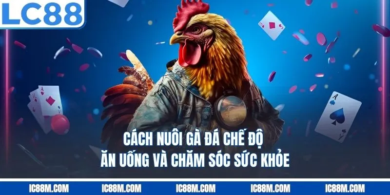 Cách Nuôi Gà Đá Đỉnh Cao Chiến Kê Nào Cũng Thắng