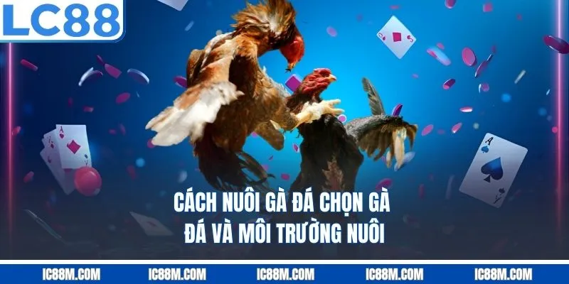 Cách Nuôi Gà Đá Đỉnh Cao Chiến Kê Nào Cũng Thắng