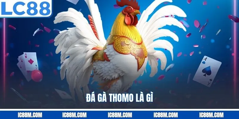 Đá Gà Thomo là gì?