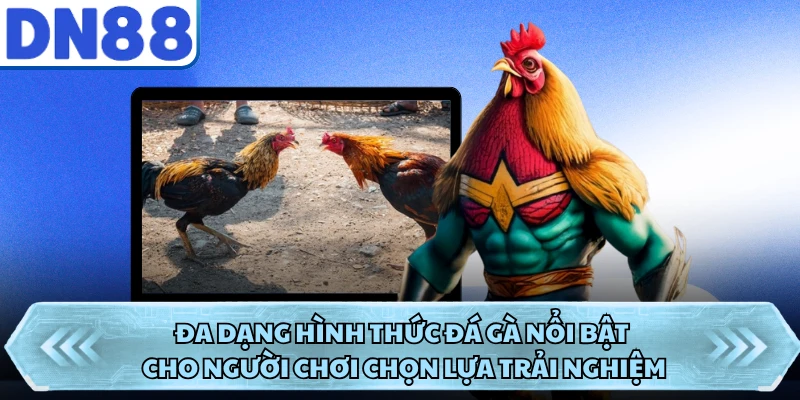 Đa dạng hình thức đá gà nổi bật cho người chơi chọn lựa trải nghiệm