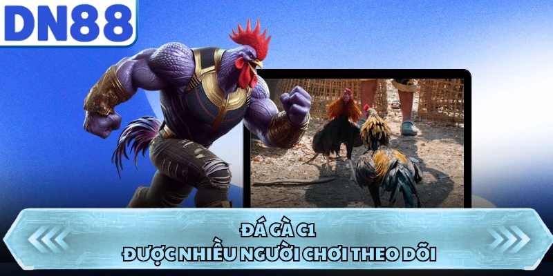 Đá gà C1 được nhiều người chơi theo dõi