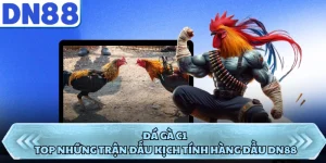 Đá Gà C1 - Top Những Trận Đấu Kịch Tính Hàng Đầu DN88